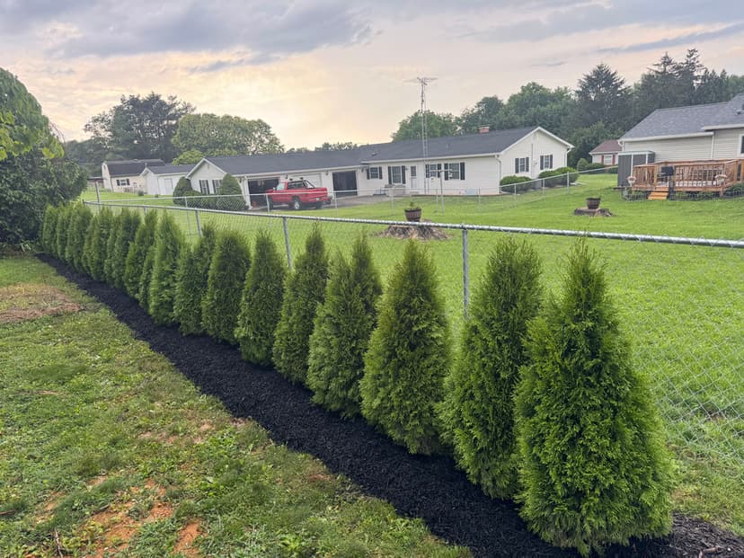 Row of tall green evergreens along a fence, with a grassy yard and houses in the background.